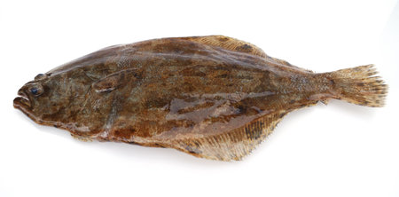Fish flounder on white background