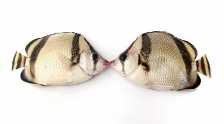 Kiss of two fishes on white backgroundの写真素材