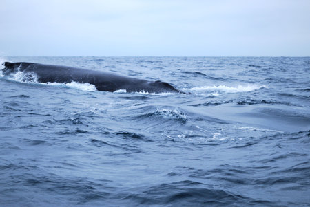 The knobbly dorsal fin of a Humpbacked Whale の写真素材