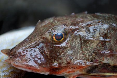 Head of fresh fish