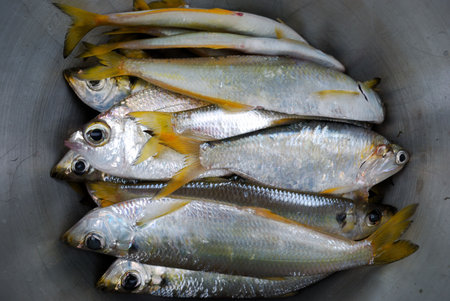 Fresh sea fish in an aluminium bucket