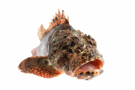 Fresh fish. Head of Stone perch on white background