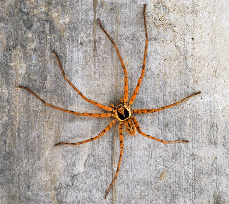 Spider on a concrete wall