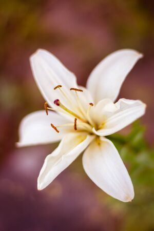White lily closeup against bokeh. Concept of purityの写真素材