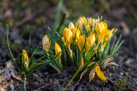 Yellow crocuses blooming on the spring groundの写真素材
