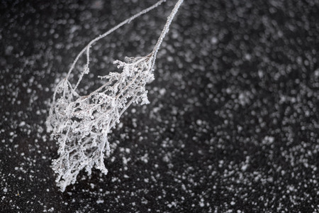 Beautiful frosted twig on black ice covered with frost snow. Macro frosty pattern with copy space.の写真素材