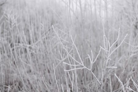 branches covered by frost and snow against background of snow bushes, winter fairytale, frosty background, frost texture, abstract, natural patternの写真素材