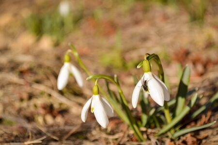 Snowdrop spring flowers with fly in sunny day on bokeh background with copy space. Group of white spring flowers (galanthus nivalis) as a symbol of spring.の写真素材