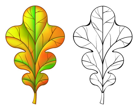 Colorful and black and white pattern oak leaf, vector cartoon image.のイラスト素材