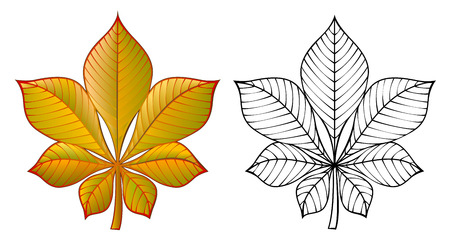 Colorful and black and white pattern chestnut leaf, vector cartoon image.のイラスト素材