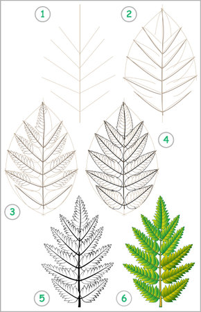Page shows how to learn step by step to draw a rowan leaf. Developing children's skills for drawing and coloring. Vector image.のイラスト素材