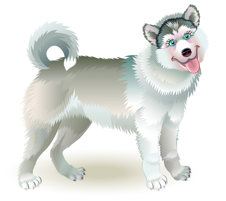 Illustration of cute standing husky dog.のイラスト素材
