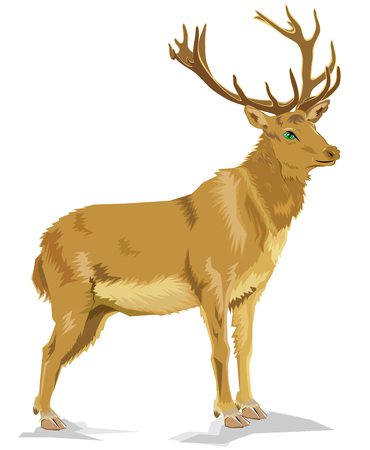 Illustration of deer standing on the white background. Vector cartoon image.のイラスト素材