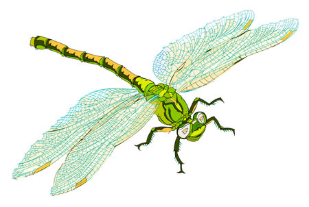 Fantasy illustration of cute dragonfly on white background. Hand-drawn vector image.のイラスト素材