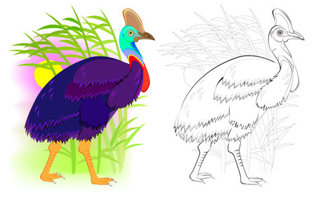 Fantasy illustration of cute cassowary. Colorful and black and white page for coloring book. Worksheet for children and adults. Vector cartoon image.のイラスト素材