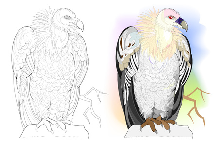 Colorful and black and white page for coloring book. Hand-drawn illustration of funny vulture sitting on a rock. Worksheet for children and adults. Vector cartoon image.のイラスト素材