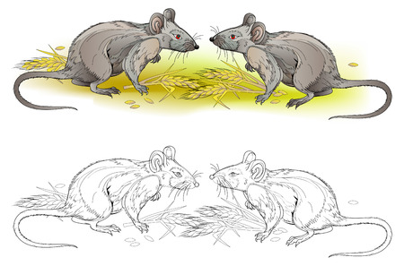 Fantasy illustration of couple hungry rats. Colorful and black and white page for coloring book. Hand-drawn vector image on computer by graphic tablet. Printable worksheet for children and adults.のイラスト素材