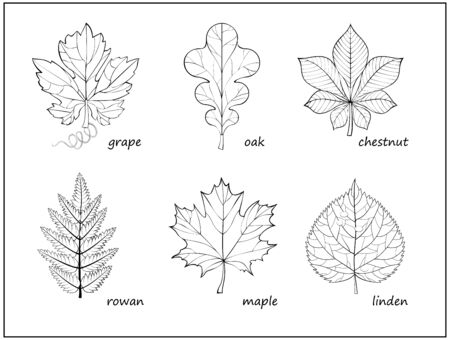 Set of black and white illustrations with different leaves for coloring book. Worksheet for children and adults. Print of herbarium for kids school textbook. Hand-drawn vector. Page for encyclopedia.のイラスト素材