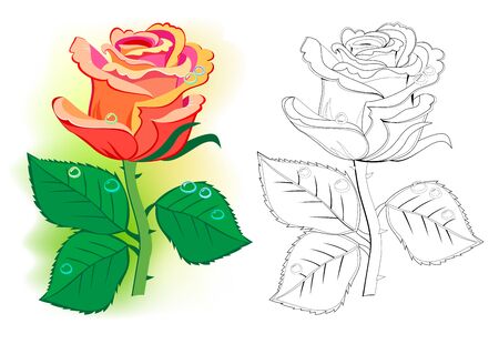 Colorful and black and white template for coloring. Illustration of a beautiful red rose. Draw the greeting card with flower. Worksheet for coloring book for children and adults. Flat vector.のイラスト素材