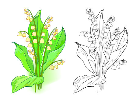 Colorful and black and white template for coloring. Illustration of a lily of the valley. Draw the greeting card with flowers. Worksheet for coloring book for children and adults. Flat cartoon vector.のイラスト素材