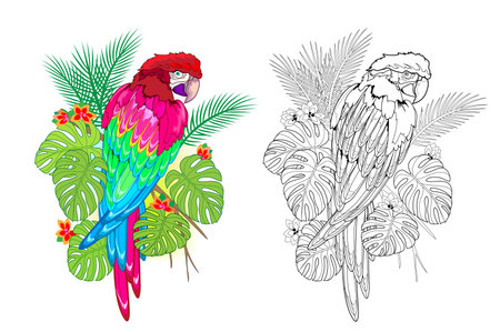 Colorful and black and white page for coloring book. Illustration of cute parrot. Printable worksheet for children exercise book. online education. clip-art cartoon vector. Animals for kids.のイラスト素材