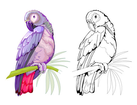 Colorful and black and white page for coloring book. Illustration of a cute little tropical parrot. Printable worksheet for children. Flat clip-art drawing. Vector cartoon image. Animals for kids.のイラスト素材