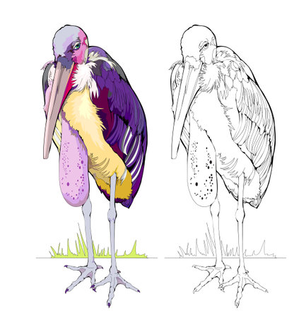 Colorful and black and white page for coloring book. Illustration of a cute African marabou stork. Printable worksheet for children. Flat clip-art drawing. Vector cartoon image. Animals for kids.のイラスト素材