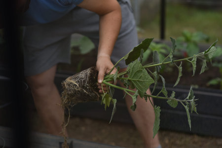 plant hands earth cucumber tomatoes garden ecology bio