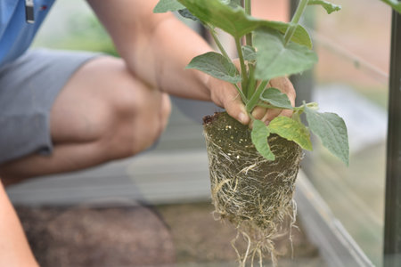 plant hands earth cucumber tomatoes garden ecology bio