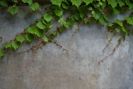 Wall with plant leaf 