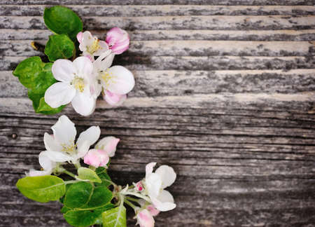 Apple blossom on a old wooden backgroundの写真素材