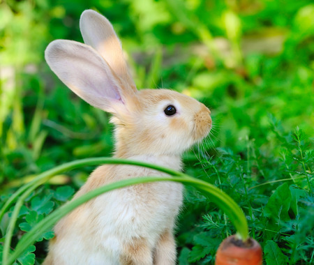 Funny baby rabbit with a carrot on grassの写真素材