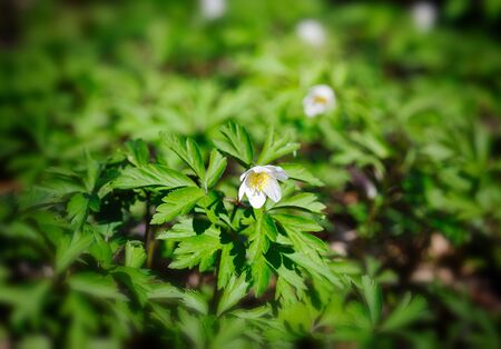 Anemone sylvestris. First spring flowersの写真素材