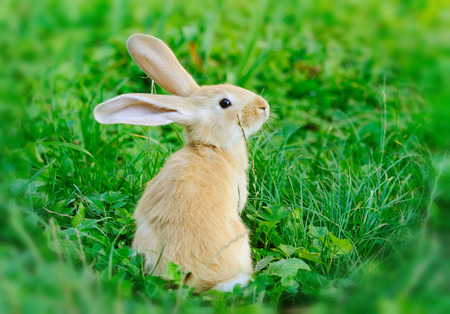 Little rabbit on green grassの写真素材