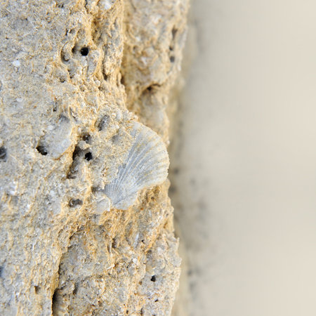 Embedded fossil of a seashell in a rock