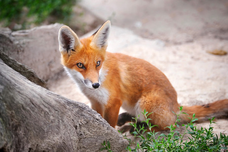 Red Fox Cubの写真素材