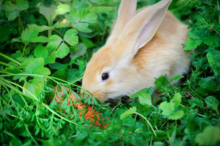 Funny baby rabbit with a carrot in grassの写真素材