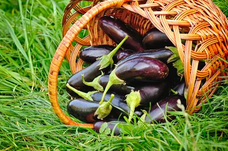 Fresh eggplant in basket on grassの写真素材