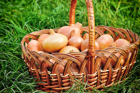 Fresh onions in basket on grassの写真素材