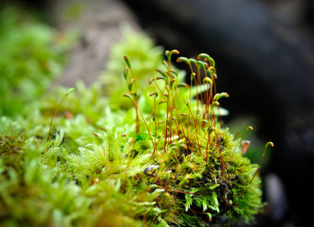 Macro moss