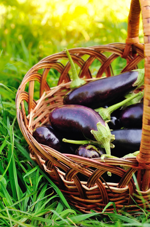 Fresh eggplant in basket on grassの写真素材