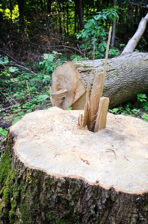 Tree stumpの写真素材