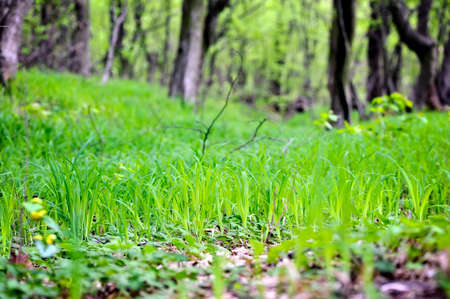 Green grass in spring forest, natural backgroundの写真素材