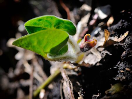 Flower asarum in the spring forest (Asarum europaeum)の写真素材