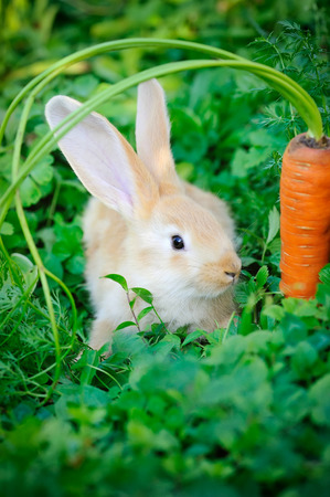 Funny baby rabbit with a carrot in grassの写真素材
