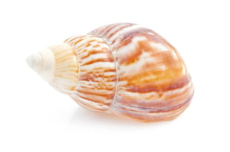 Sea shell on white backgroundの写真素材
