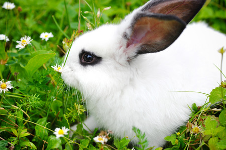 Baby white rabbit in grassの写真素材
