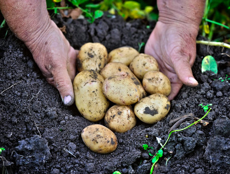 Potato lifting in the kitchen gardenの写真素材