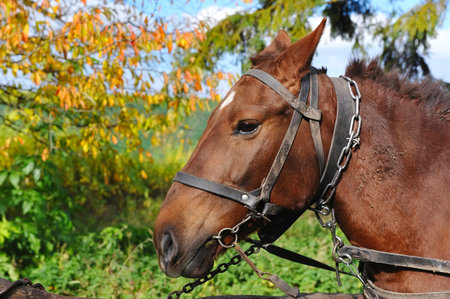 Horse with the old trappings of autumn sunny day