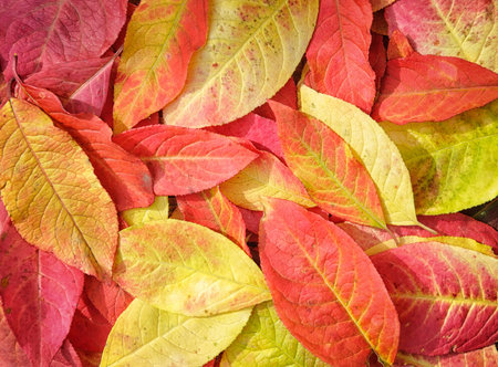Colorful background of autumn leaves